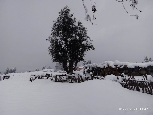 Snowfall late in January could be too late to save livelihoods for the season. Credit: Noorulhuda Shaheen