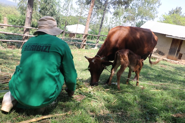 Mark Ogado, a resident of Kamagaga village in Kisumu County, tends to his crossbreed cow. He mixes Napier Steveir grass, selling the surplus to locals. Credit: Robert Kibet/IPS