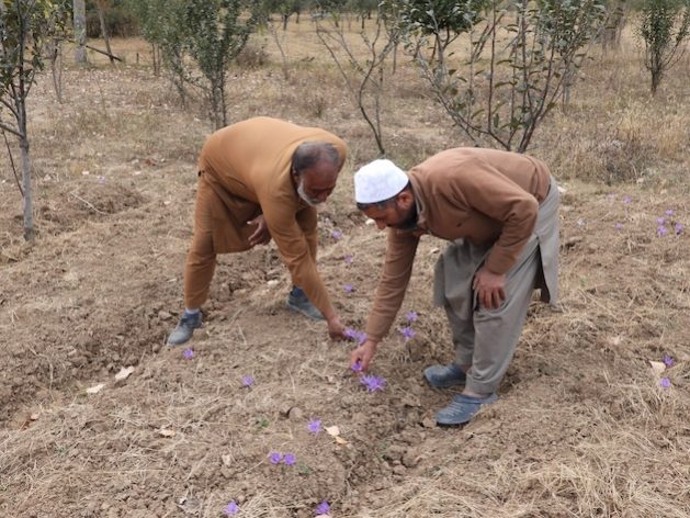 Des agriculteurs vérifient les fleurs de safran dans leur ferme de Pampore, au Cachemire.  Crédit : Athar Parvaiz/IPS