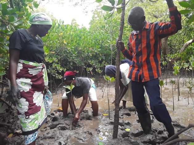 Women are the unsung mangrove restoration heroes. Planting and caring for mangrove seedlings and boosting preservation and conservation of Kenya's coastal blue forests. Credit: Joyce Chimbi/IPS