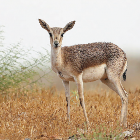 Goitered gazelle: Credit CMS