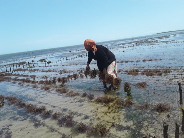 International Womens Day, 2024 Inside Women Dominated Seaweed Farms