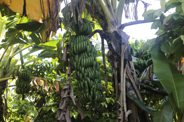 Zhluky banánov možno nájsť rastúce na dvore domu García-Mejias v južnej Havane.  Zelenina aj ovocné stromy v škôlke profitujú z biolu, konečného produktu bioplynovej technológie, ktorý poskytuje hnojivo.  Poďakovanie: George Louis Bains / IPS