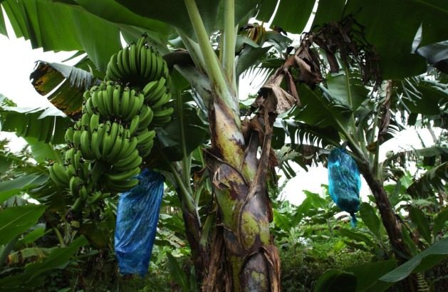 Bananas encased in plastic bags to protect them from insect and parasitic infestation. Credit: FAO/Giuseppe Bizzarri