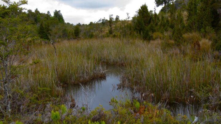 Peat bogs accumulate and retain rainwater in the wetlands of Chiloé and release it drop by drop to river beds in times of drought. CREDIT: Courtesy of Gaspar Espinoza