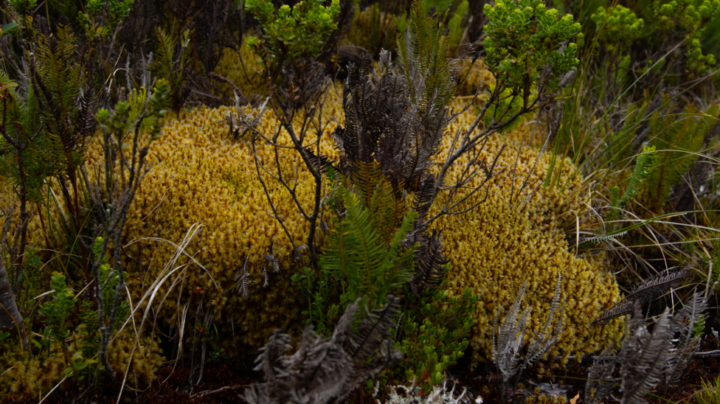 Peatland is part of the vegetation of the island of Chiloé, but is threatened by unsupervised exploitation, which the authorities hope to curb with a recently approved law, whose regulations are to be ready within the next two years. CREDIT: Courtesy of Gaspar Espinoza
