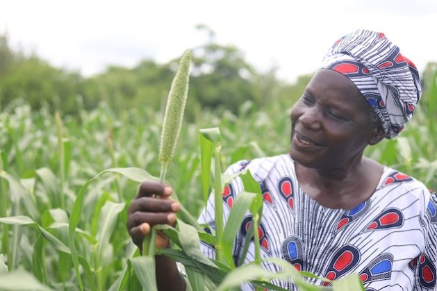 Migren Matanga, a smallholder farmer from Rushinga, holding one of her small grain crops. Credit Farai Shawn Matiashe/IPS