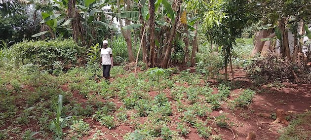 From Seed to Canopy: How a GEF-Funded Smallholder Project is Restoring the Environment, Building Livelihoods