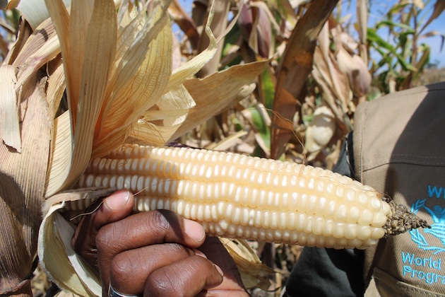 Want to Feed the World? Invest in Food Systems