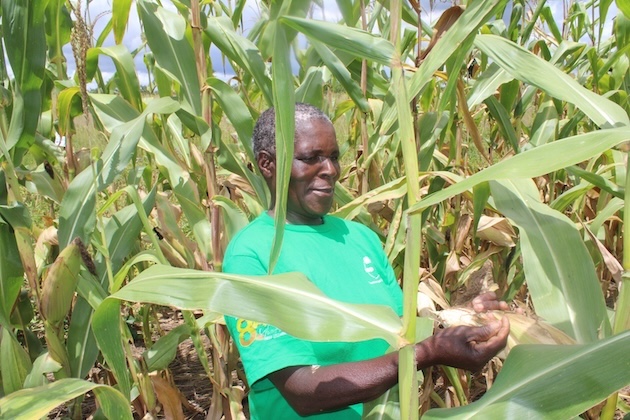 Field-Based Research Is a Lifeline for Zimbabwe’s Food Security