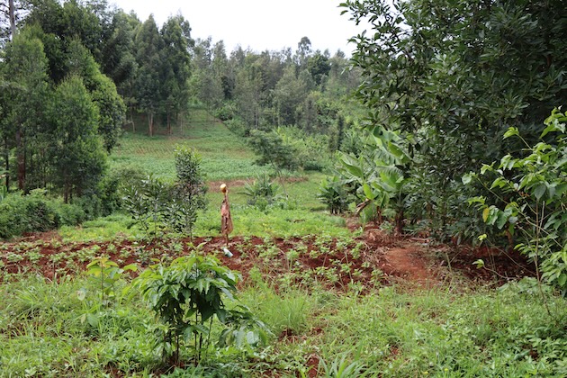 Universities Join Hands to Enhance Agroforestry Research for Mitigating Climate Change