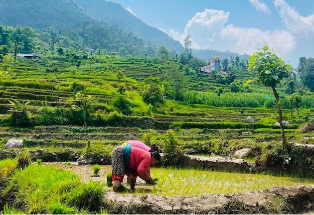 Dry Monsoon in South Asia: Looming Fears of Agricultural Loss, Extreme Heat, and Disaster