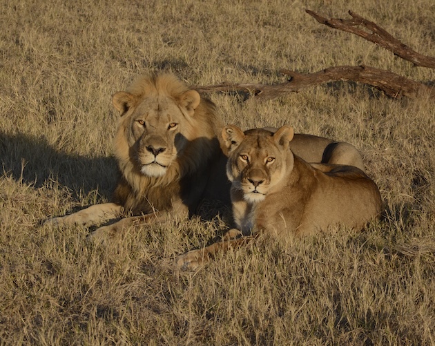 A lion and lioness in the wild. Credit: Moreangels mbizah