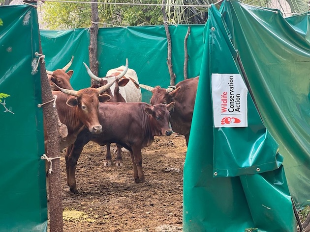 Cattle inside a predator-proof mobile boma in Zimbabwe. Credit: Moreangels mbizah