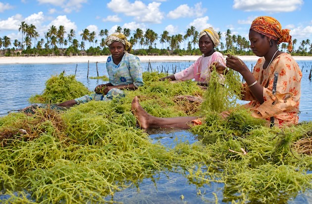 New Ocean Report Warns of Rising Seas, Ocean Heat and Acidification