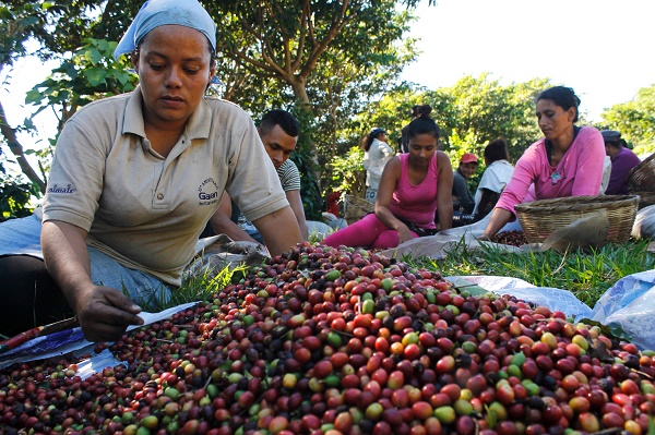 A Stronger Future for Coffee Starts Where It Is Grown