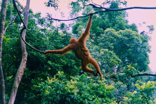 Orangutan and infant. Credit: Anton Leddin/Wikimedia