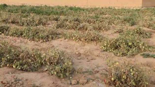 Afghanistan drought is worsening water scarcity, food insecurity and pressure on women, who increasingly bear the burden of securing water for their families.