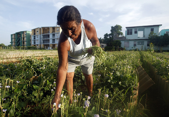 Urban agriculture can help cities expand housing while protecting food security, local livelihoods and climate resilience, argues FAO's Zhimin Wu.